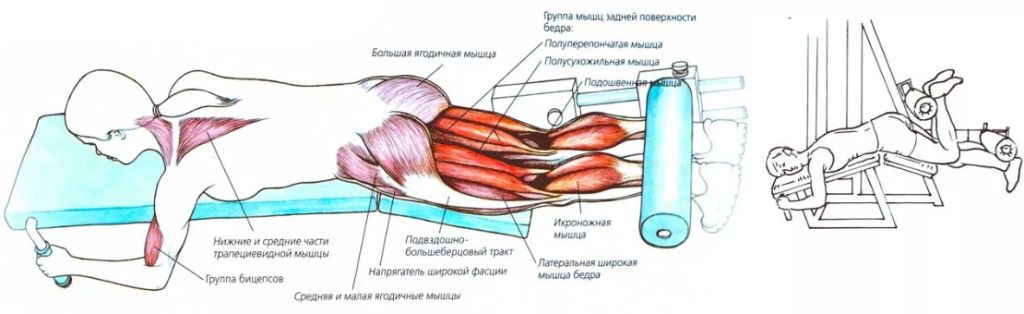 Сгибания ног лёжа на тренажёре